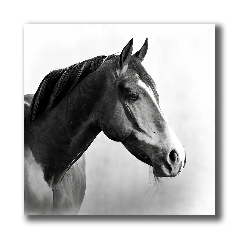 cheval noir et blanc