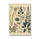 tableau vintage botanique